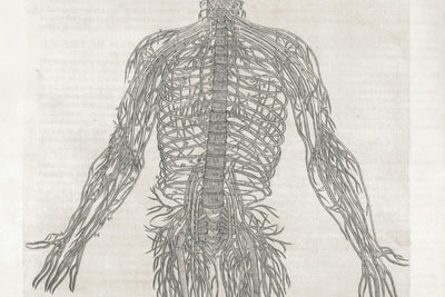 12 Fascinating Facts About the Nervous System